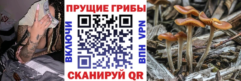 Купить где  Яровое  Галлюциногенные грибы ЛСД 